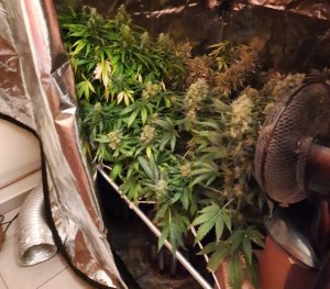 Otwarty namiot foliowy. W nim krzaki marihuany, a po prawej wentylator.