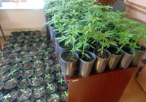 Po prawej na biurku stoją gęsto ustawione doniczki z sadzonkami marihuany. Po lewej na podłodze stoi kilkanaście doniczek z sadzonkami marihuany.
