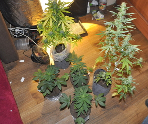 Na podłodze w pokoju stoi kilka doniczek z krzakami marihuany.