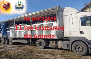Zbiórka kasztanów dla Antosia