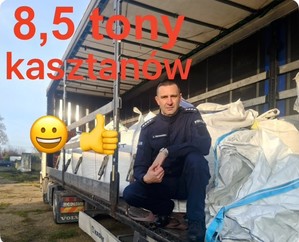 Finał zbiórki kasztanów dla Mai