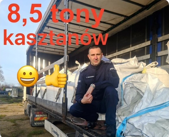 Finał zbiórki kasztanów dla Mai