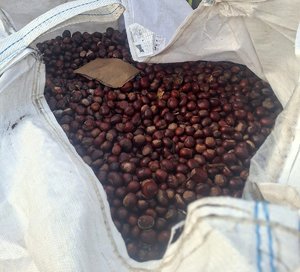 Finał zbiórki kasztanów dla Mai