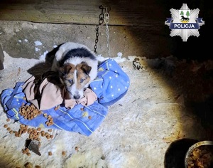 Pies, któremu udzielono pomocy