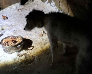 Pies, któremu udzielono pomocy